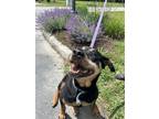 Adopt Missy a Rottweiler, Mixed Breed