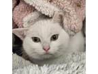 Adopt Cotton a Domestic Short Hair