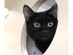 Adopt Sarafina a Domestic Short Hair