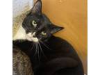 Adopt Folsom a Domestic Short Hair