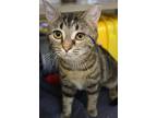 Adopt Glacier a Domestic Short Hair