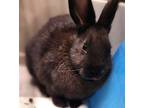 Adopt Cottontail a American