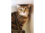 Adopt Polly a Domestic Short Hair