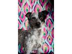 Adopt Spotty a Australian Cattle Dog / Blue Heeler