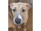 Adopt Scarlet a Mixed Breed