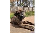 Adopt Katara a Boxer