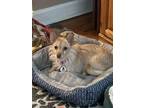 Adopt Cheeto a Terrier, Wire Fox Terrier