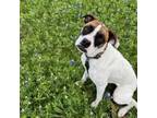 Adopt Phoebe Charmed Y328 a Boxer, Mixed Breed