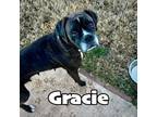 Adopt Gracie Lou a Boxer