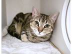 Adopt Dotty Bug a Domestic Short Hair