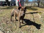 Adopt Maive a Plott Hound