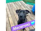 Adopt Macaroni a Terrier