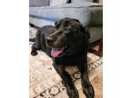 Adopt Millie a Black Labrador Retriever