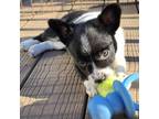 Adopt Cami a Australian Shepherd, Australian Cattle Dog / Blue Heeler