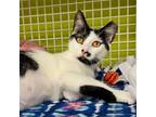 Adopt Clawdia a Domestic Short Hair