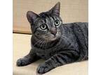 Adopt Fiji a Domestic Short Hair