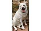 Adopt Stormy a White German Shepherd, Husky