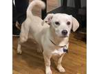 Adopt Winter a Labrador Retriever