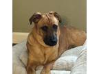 Adopt Honey a Labrador Retriever, Rottweiler