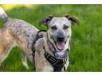 Adopt April a Australian Cattle Dog / Blue Heeler