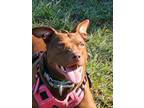 Adopt Peppermint Patty a Pit Bull Terrier, Mixed Breed