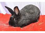 Adopt Around a Bunny Rabbit