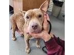 Adopt Minnie a Pit Bull Terrier, Mixed Breed