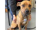 Adopt Robin a Pit Bull Terrier, Mixed Breed