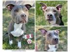 Adopt Roxi a American Staffordshire Terrier