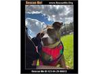 Adopt Rosie a Pit Bull Terrier