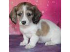 Dachshund Puppy for sale in Lawton, OK, USA