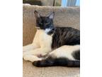 Adopt Lindsey (Courtesy Post) a Domestic Short Hair