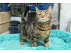 Adopt Cami a Domestic Short Hair