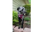 Adopt Ana a Catahoula Leopard Dog, Mixed Breed