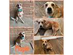 Adopt Maple a Australian Cattle Dog / Blue Heeler