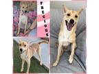 Adopt Precious a Carolina Dog