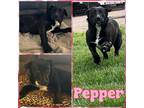 Adopt Pepper a Black Labrador Retriever