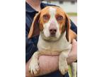 Adopt Pixie a Beagle, Dachshund