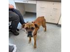 Adopt Pepper a Boxer