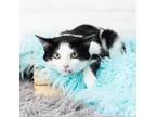 Adopt Deliah a Domestic Short Hair