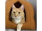 Adopt Maggie (**Bonded with Jake) (formerly Cleo) a Domestic Short Hair