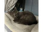 Adopt Lizzie a Domestic Short Hair