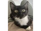 Adopt Lilly a Domestic Short Hair