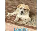 Adopt Loretta a Great Pyrenees, Mixed Breed