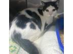 Adopt Nellie a Domestic Short Hair