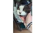 Adopt Brie a Domestic Medium Hair