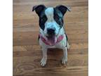 Adopt Pam a Pit Bull Terrier
