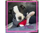 Adopt Pam a Pit Bull Terrier
