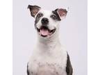 Adopt Bubbles a Pit Bull Terrier, Mixed Breed