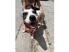 Adopt Bubbles a Pit Bull Terrier, Mixed Breed